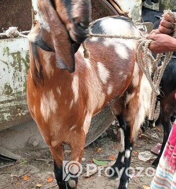 ছাগল বিক্রি