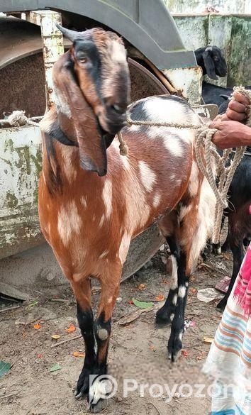 ছাগল বিক্রি