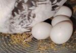 জোড়া রানিং ককাটেল পাখি ডিম বাচ্চা