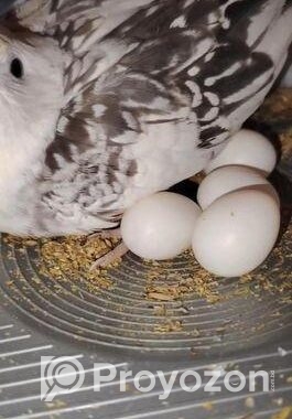 জোড়া রানিং ককাটেল পাখি ডিম বাচ্চা