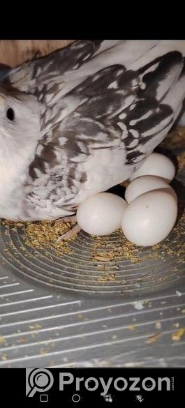 জোড়া রানিং ককাটেল পাখি ডিম বাচ্চা