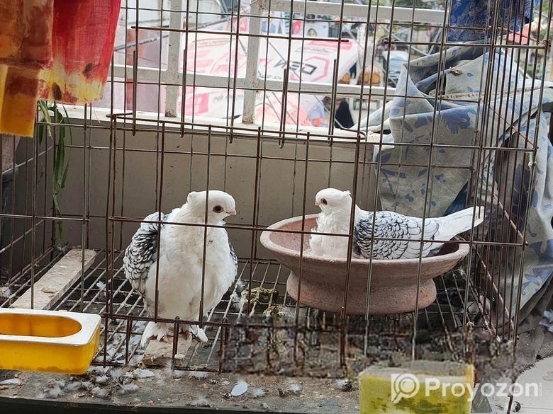 ঝর্ণা সালটিং রানিং পেয়ার