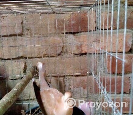 অস্ট্রেলিয়ান ঘুঘু