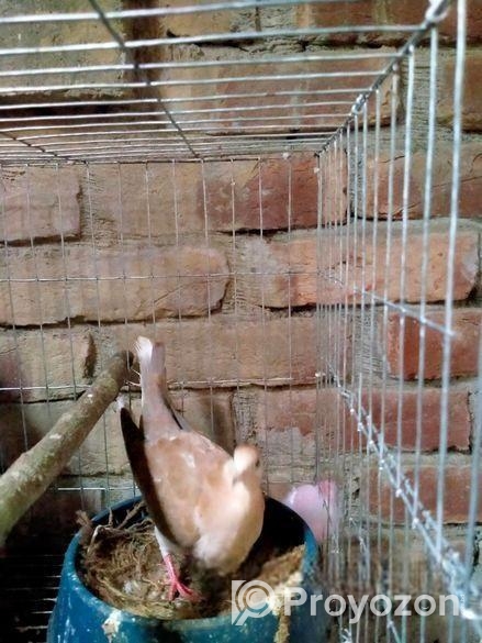 অস্ট্রেলিয়ান ঘুঘু