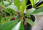 কমন পিংক কাঠগোলাপ শুধু চারা (শিকর সহ)
