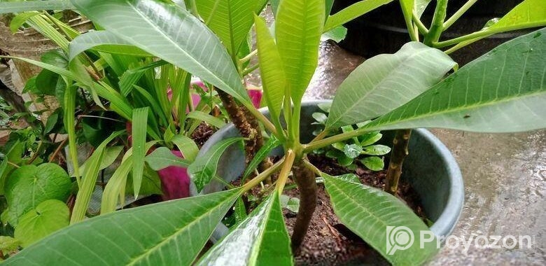 কমন পিংক কাঠগোলাপ শুধু চারা (শিকর সহ)