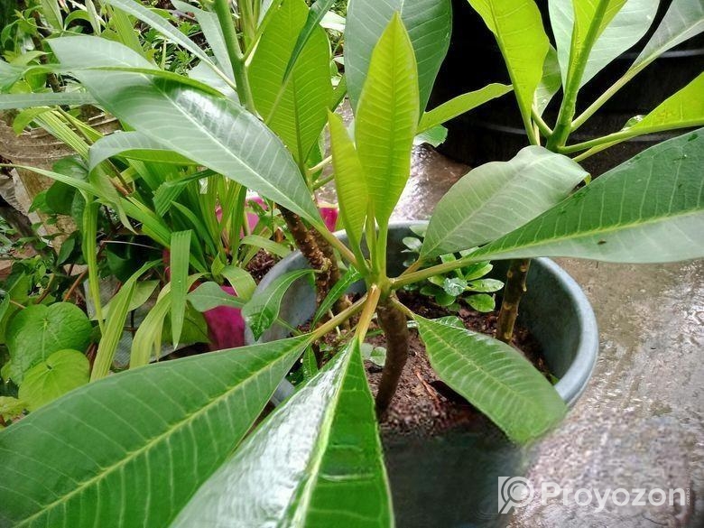 কমন পিংক কাঠগোলাপ শুধু চারা (শিকর সহ)