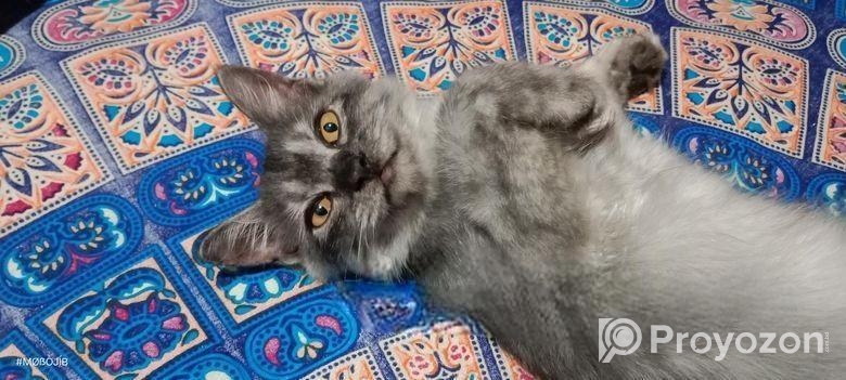 Persian Mixed