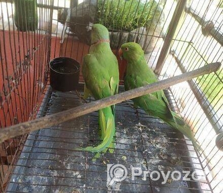 Indian Ringneck (pair)