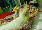 Cocktail bird Sell Hobe