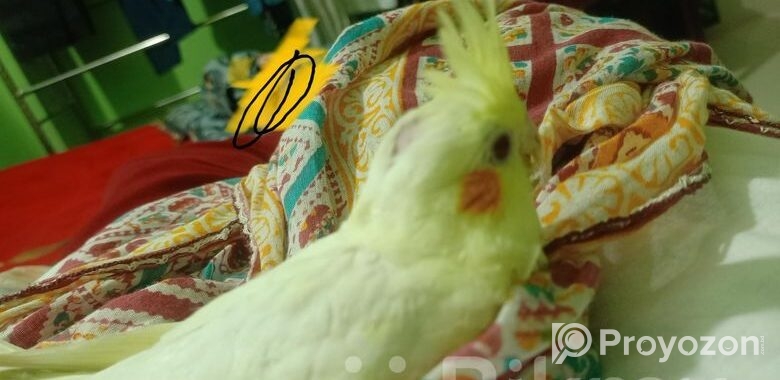 Cocktail bird Sell Hobe