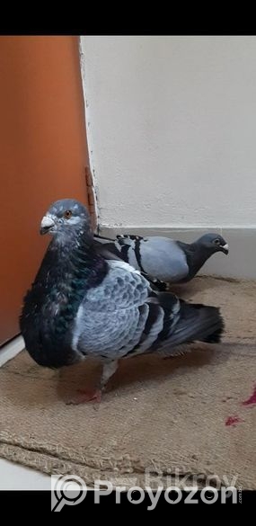 কিছু রানিং কবুতর বিক্রি হবে