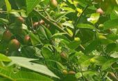 করমচা বিক্রয় করা হবে