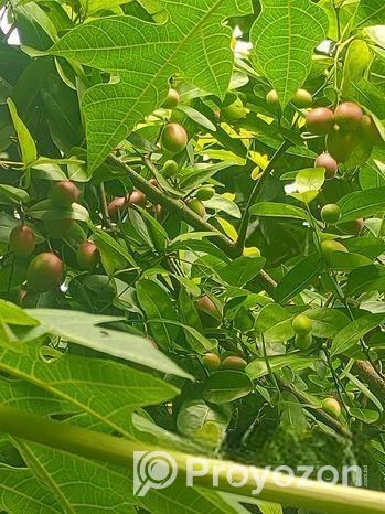 করমচা বিক্রয় করা হবে