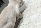 Persian Breed Male Adoption