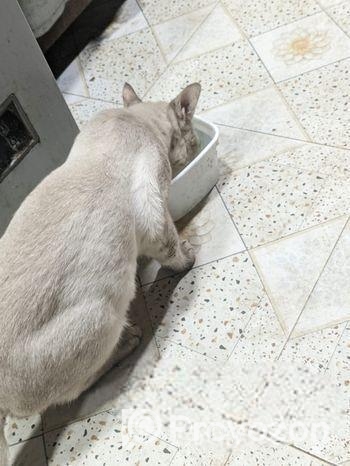 Persian Breed Male Adoption