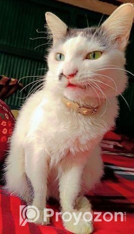 Mixed Persian