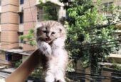 Traditional Persian Female Kitten