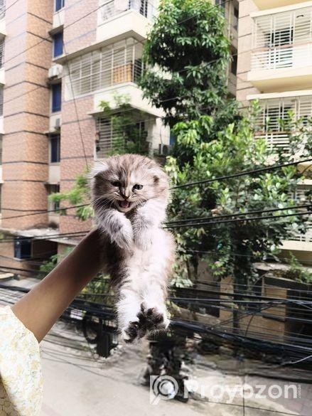 Traditional Persian Female Kitten