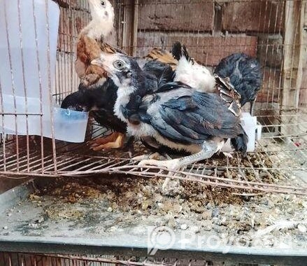 ফাইটার মুরগীর বাচ্চা বিক্রি হবে