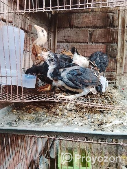 ফাইটার মুরগীর বাচ্চা বিক্রি হবে