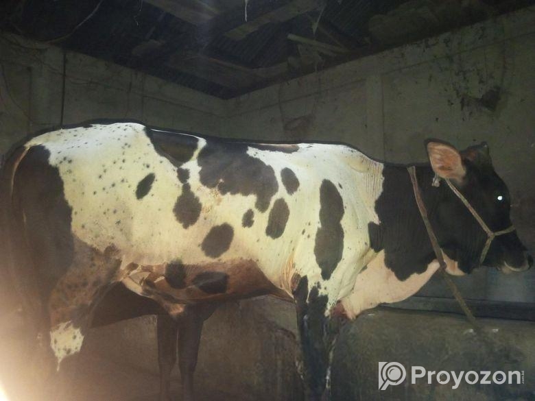 পিজিয়ান গবাদি পশু বিক্রি হবে