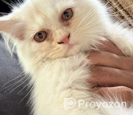 Persian cat (traditional)