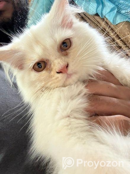 Persian cat (traditional)