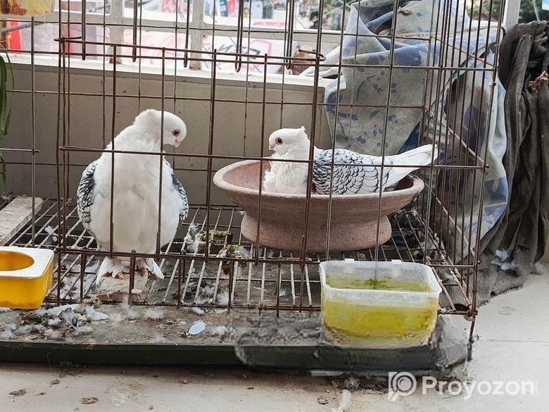 ঝর্ণা সালটিং রানিং পেয়ার