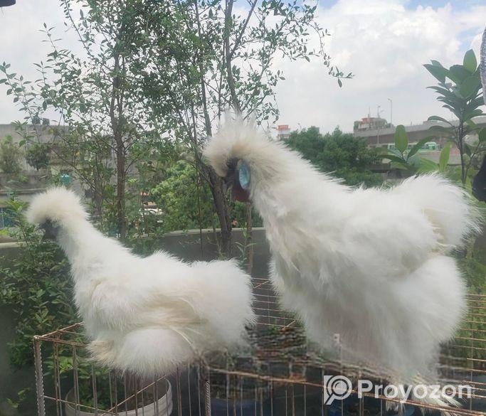 সিল্কি মুরগী এডাল