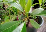 কমন পিংক কাঠগোলাপ শুধু চারা (শিকর সহ)