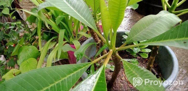 কমন পিংক কাঠগোলাপ শুধু চারা (শিকর সহ)