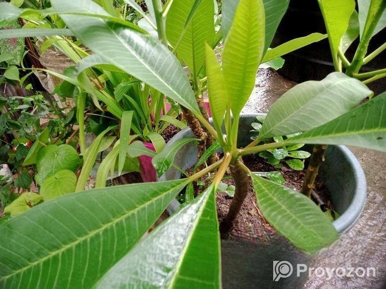 কমন পিংক কাঠগোলাপ শুধু চারা (শিকর সহ)