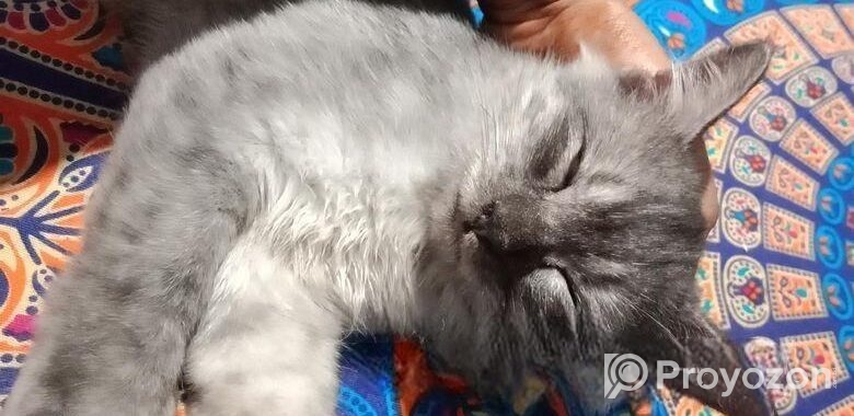 Persian Mixed
