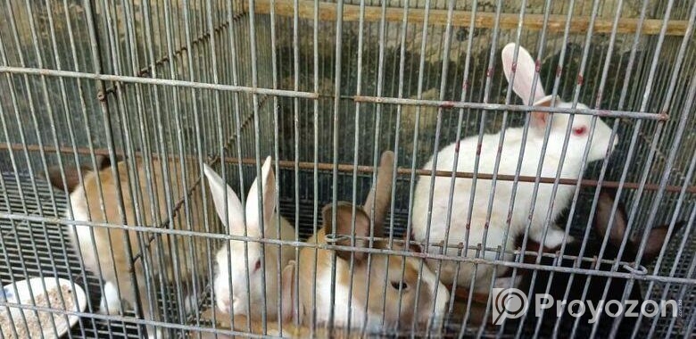 Rabbit for sale