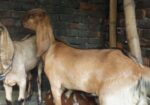 উন্নত জাতের খাশি ছাগল বিক্রি করা হবে