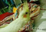 Cocktail bird Sell Hobe
