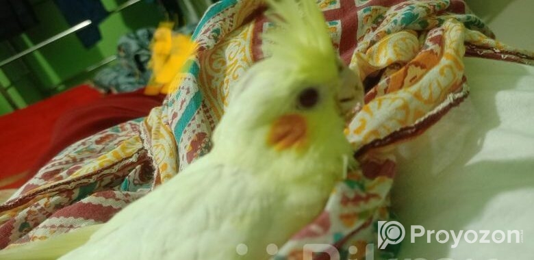 Cocktail bird Sell Hobe