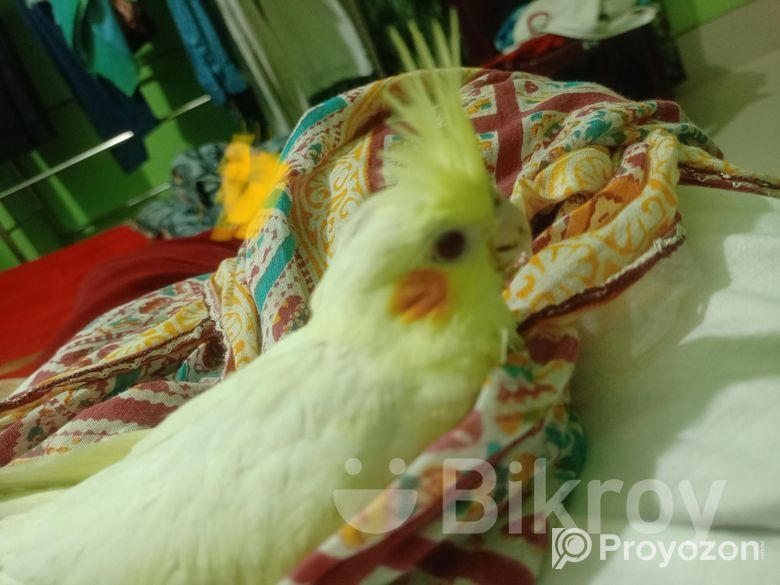 Cocktail bird Sell Hobe