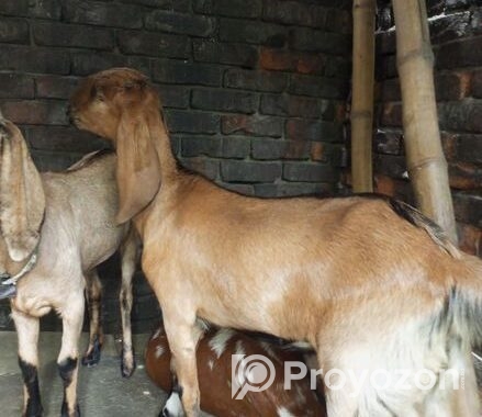উন্নত জাতের খাশি ছাগল বিক্রি করা হবে