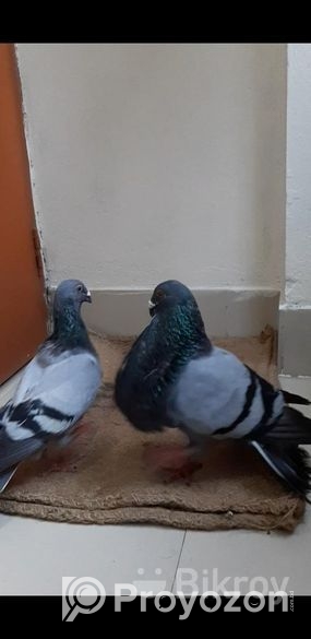 কিছু রানিং কবুতর বিক্রি হবে