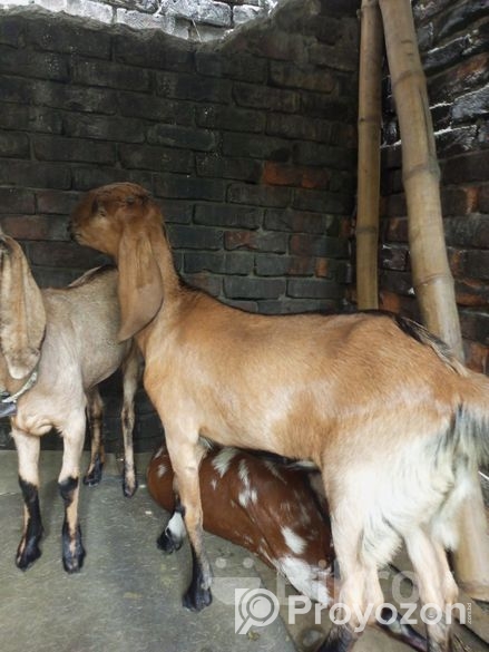 উন্নত জাতের খাশি ছাগল বিক্রি করা হবে