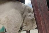 Persian Breed Male Adoption
