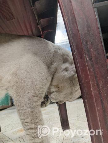 Persian Breed Male Adoption