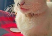 Mixed Persian