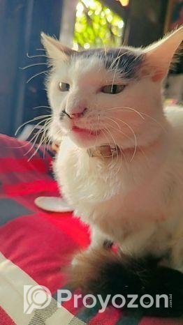 Mixed Persian