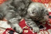 Traditional Persian Female Kitten