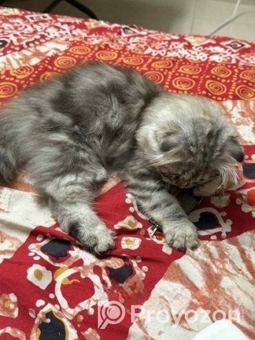 Traditional Persian Female Kitten
