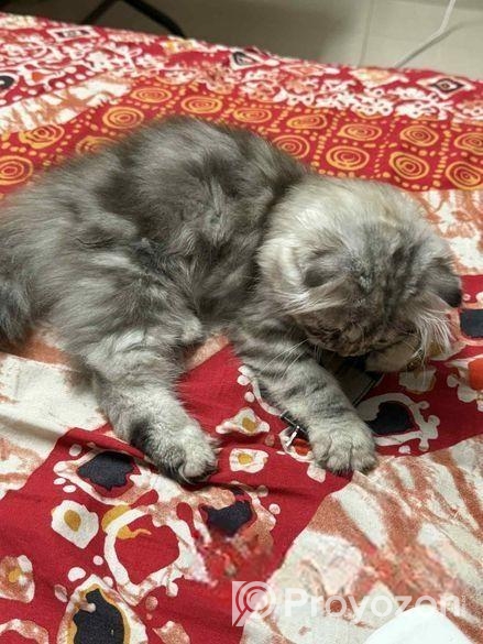 Traditional Persian Female Kitten