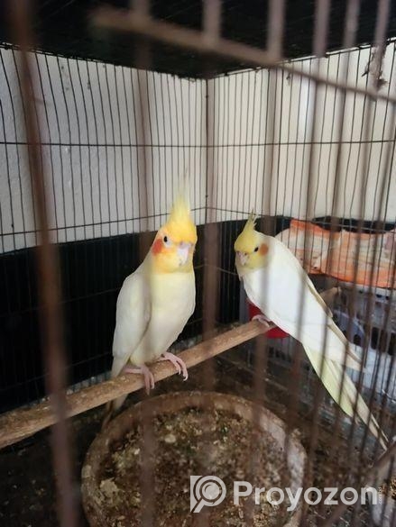 লুটিনো রেড আই খাচা ও বক্স সহ রানিং পাখি এবং ৪ মাস+